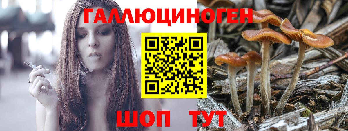 Галлюциногенные грибы Psilocybe Асино